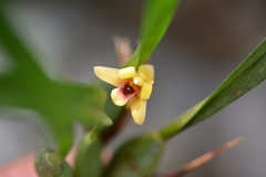 Maxillaria variabilis