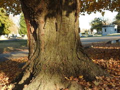 Acer