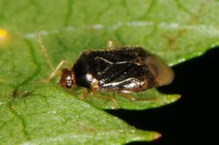 Monalocoris americanus