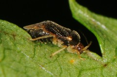 Monalocoris americanus
