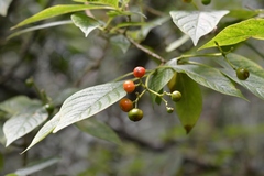 Coussarea chiapensis