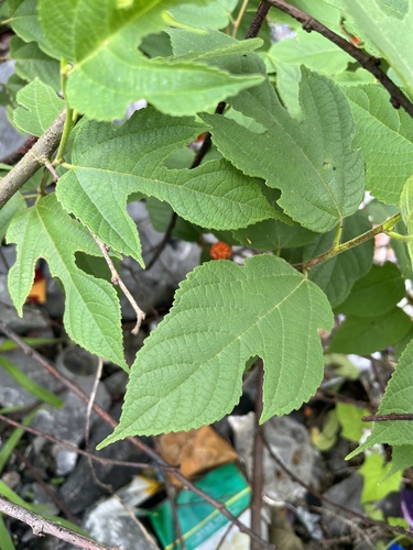 Paper mulberry
