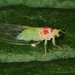 Psylla sanguinea - Photo (c) Jason M Crockwell, alguns direitos reservados (CC BY-NC-ND), uploaded by Jason M Crockwell