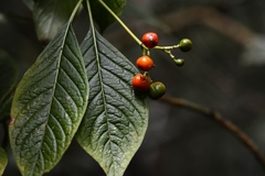 Coussarea chiapensis