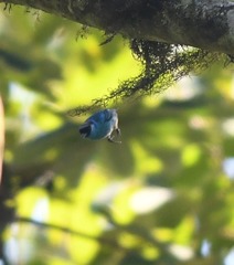 Chalcothraupis ruficervix