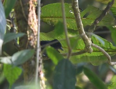 Pachyramphus homochrous