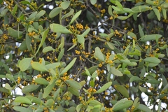 Phoradendron aurantiacum