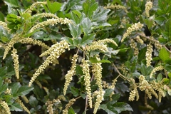 Paullinia fuscescens