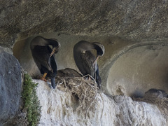 Phalacrocorax punctatus oliveri