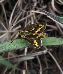 Potanthus pseudomaesa