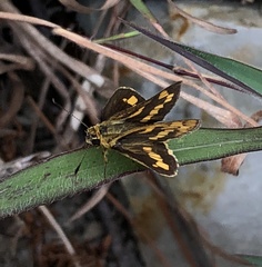 Potanthus pseudomaesa