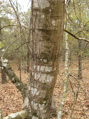 Quercus arkansana