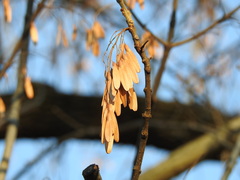 Fraxinus americana