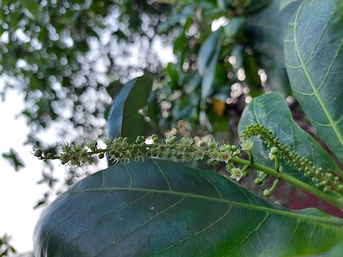 Terminalia catappa