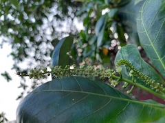 Terminalia catappa