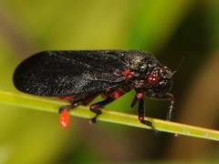 Prosapia ignipectus