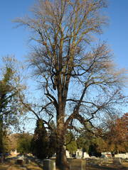 Fraxinus americana