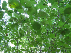 Quercus arkansana
