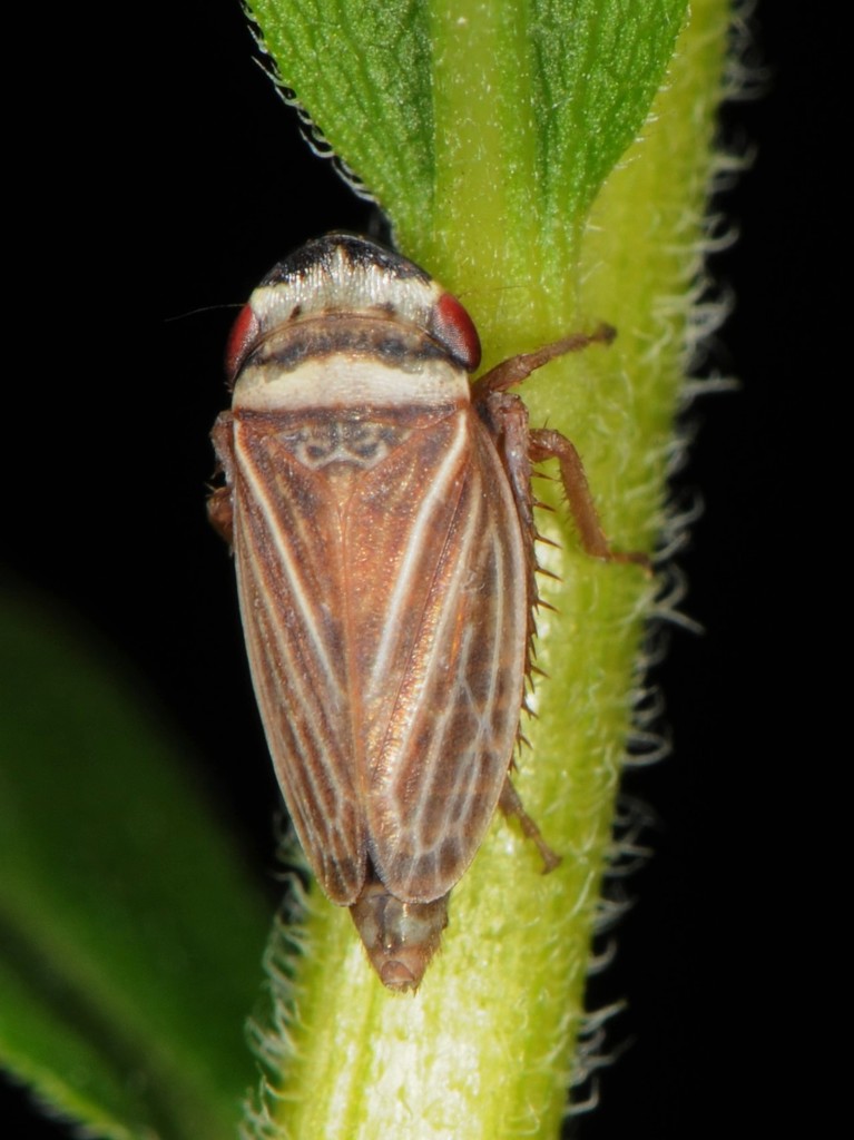 Aphrodes makarovi; (c) Jason M Crockwell, some rights reserved (CC BY-NC-ND), uploaded by Jason M Crockwell