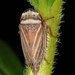 Aphrodes costatus - Photo (c) Jason M Crockwell, alguns direitos reservados (CC BY-NC-ND), uploaded by Jason M Crockwell