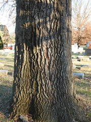 Fraxinus americana