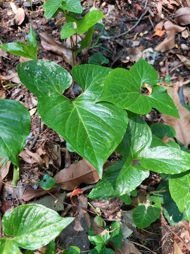 Image of Threelobed Typhonium (Typhonium trilobatum) by (c) Sabarni Sarker, some rights reserved (CC BY)