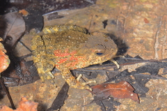 Phrynoidis juxtasper