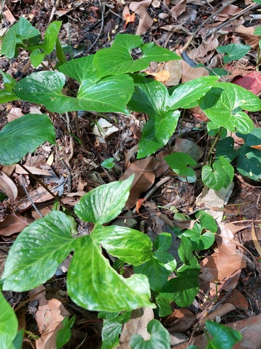 Image of Typhonium trilobatum by (c) Sabarni Sarker, some rights reserved (CC BY)