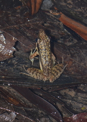 Indosylvirana nicobariensis