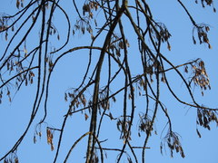 Fraxinus americana