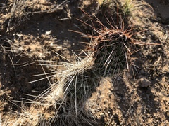 Opuntia trichophora