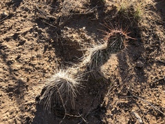 Opuntia trichophora