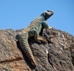 Uromastyx ornata