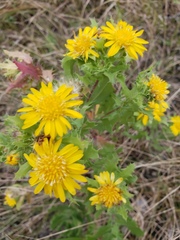 Rayjacksonia phyllocephala