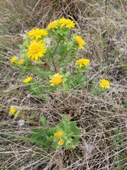 Rayjacksonia phyllocephala