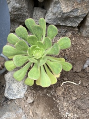 Aeonium urbicum image