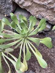 Aeonium urbicum image