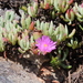 Lampranthus umbraticola - Photo (c) elliegoossens, some rights reserved (CC BY-NC)