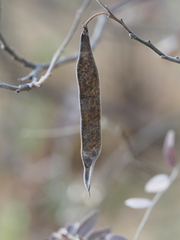 Mundulea sericea image