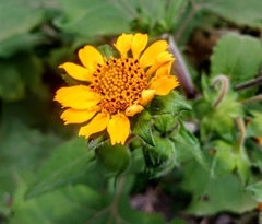 Asteraceae