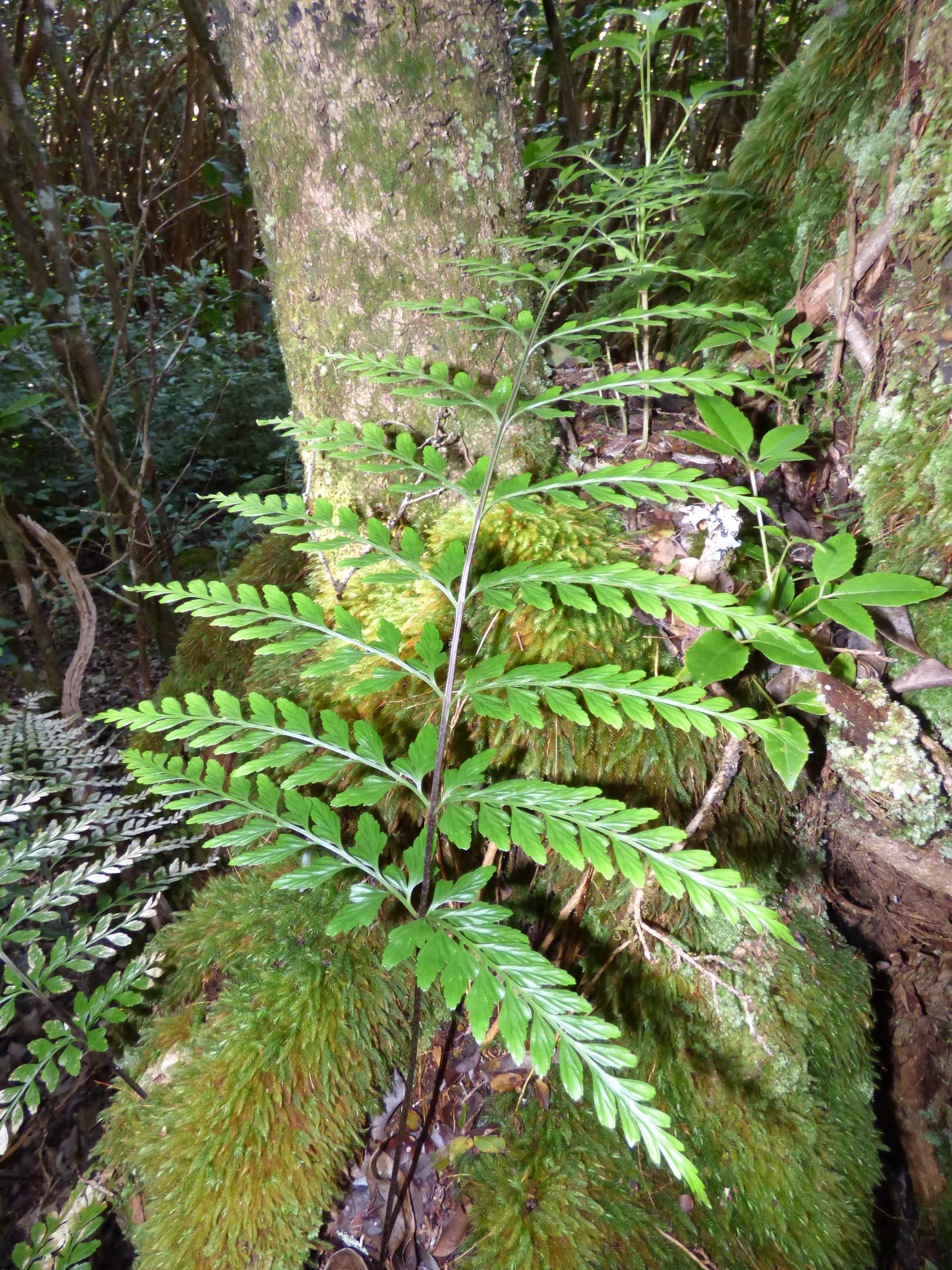 Asplenium acuminatum