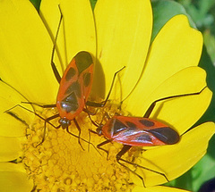 Calocoris nemoralis