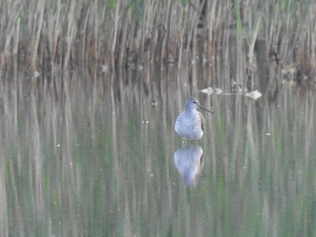 Shanks, Tattlers, and Allies from Каменский рн, Свердловская обл