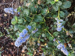 Ceanothus thyrsiflorus griseus