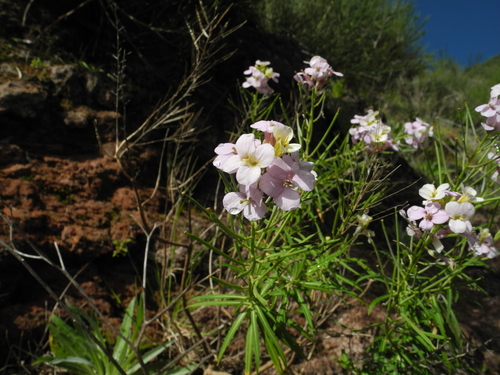 Erysimum bicolor