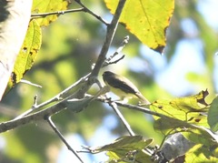 Vireo leucophrys