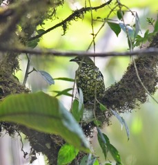 Ampelioides tschudii