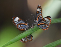 Ithomia terra