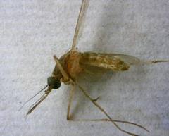 Culex pipiens