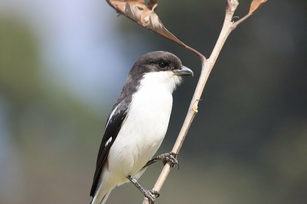 Southern Fiscal (Lanius collaris) photo